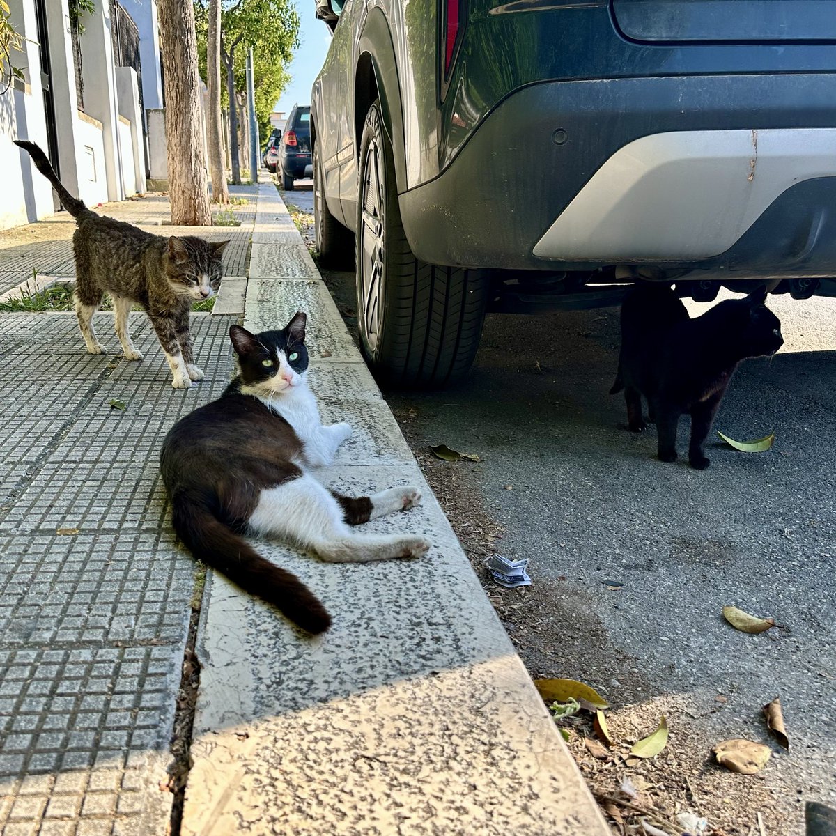 RadlRonja's tweet photo. Die Katzen von Apulien

Man sieht und merkt ihnen das Leben auf der Straße oft an. Selbst für ein Foto sind sie meist zu scheu. https://t.co/4IMMfRNedP