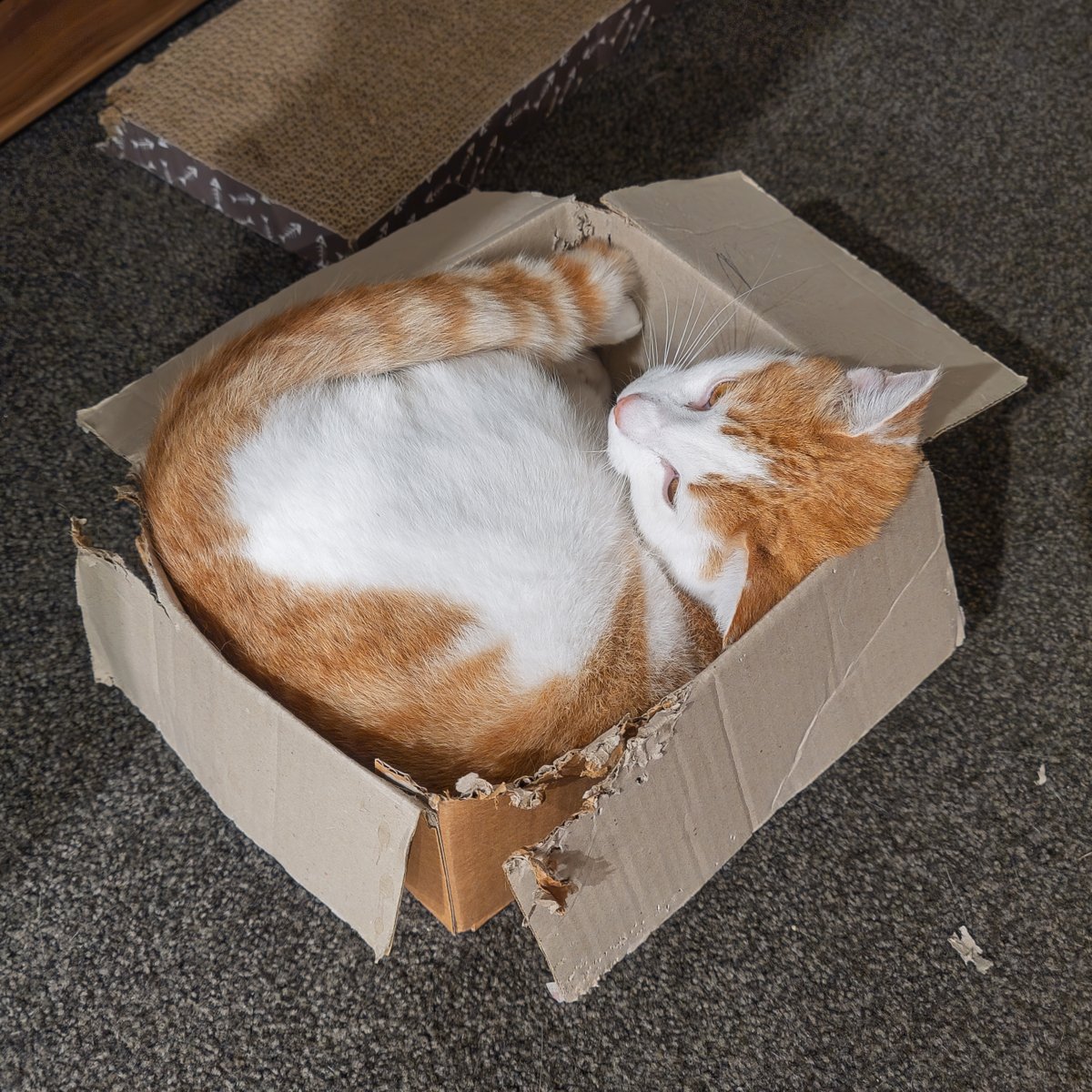 xialulee's tweet photo. This is what I saw when I came home 🐱 https://t.co/b6dxBfrfqK