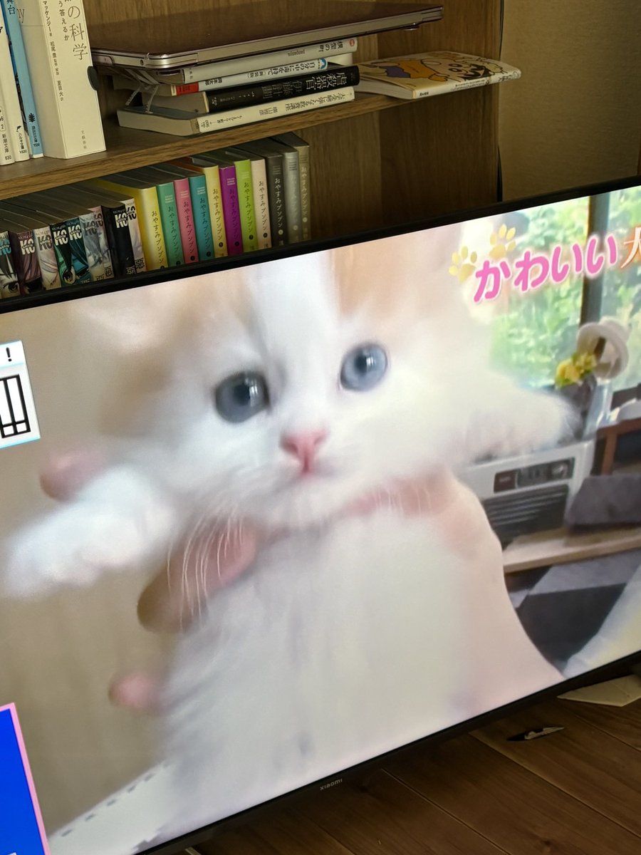 100ito's tweet photo. スターウォーズ4とトイストーリー4を連続で観たあと、可愛い猫をみる時間があったな〜 https://t.co/6K6FFhUxDz