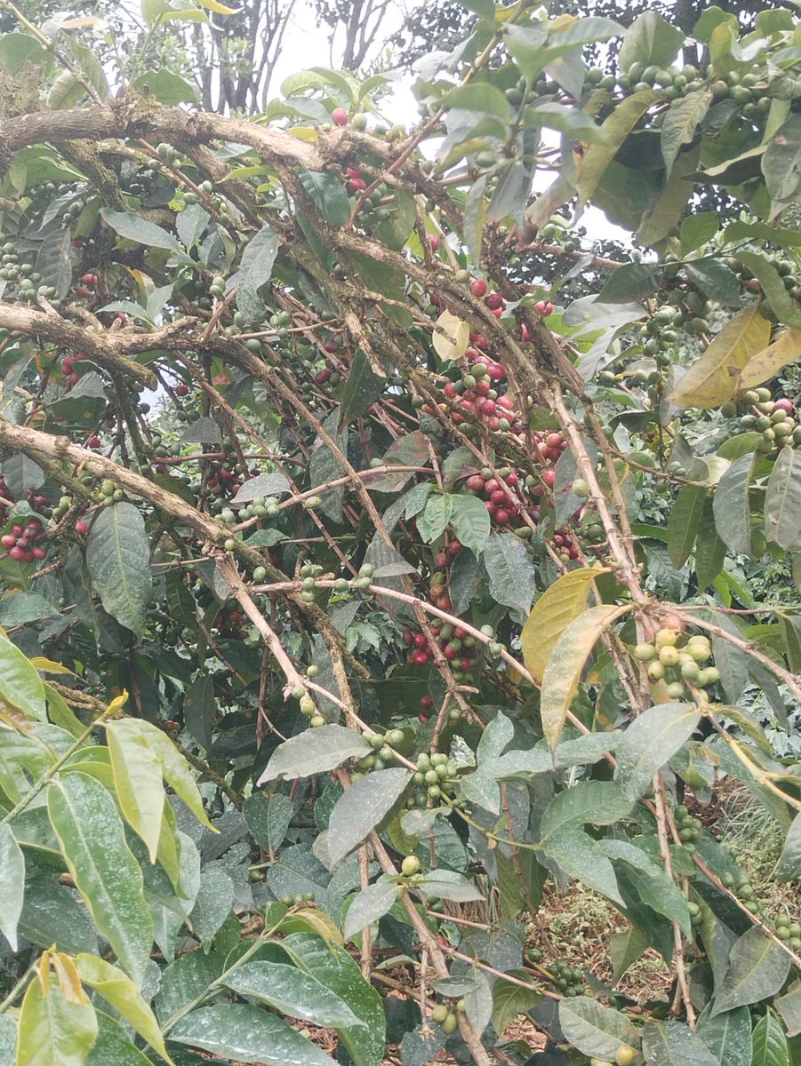 EmbKenya tweet picture