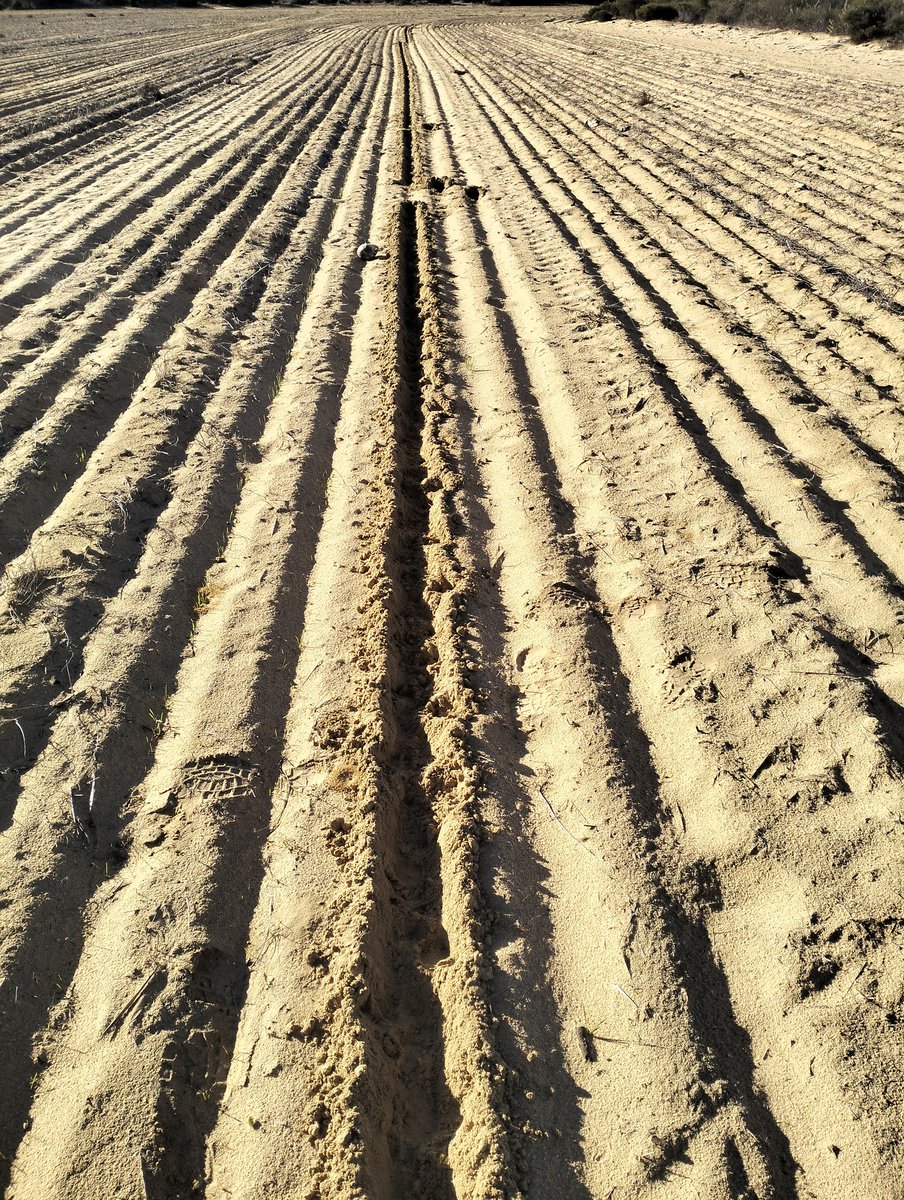 AJGrovefarming's tweet photo. Precision Ag min till pig what's next they'll tow a presswheel or have autosteer and jump on the Tramlines https://t.co/ll8KrVDRLx