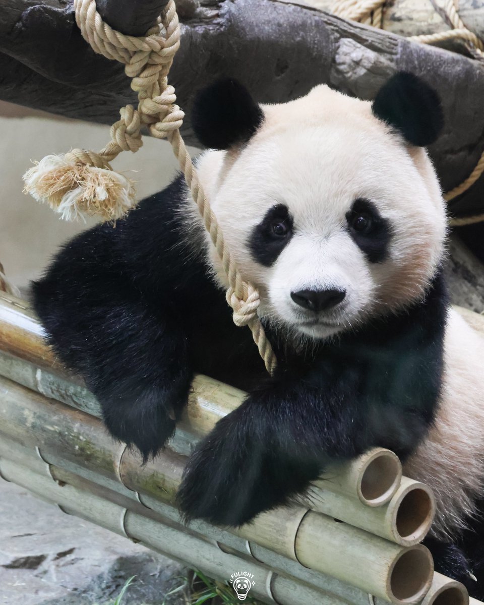 FULIGHTBAO's tweet photo. 후리엘 졍말 귀여워😍

2026.06.03

#후이바오 #Huibao #세컨하우스 #🐼 https://t.co/h8dWiq6vAX