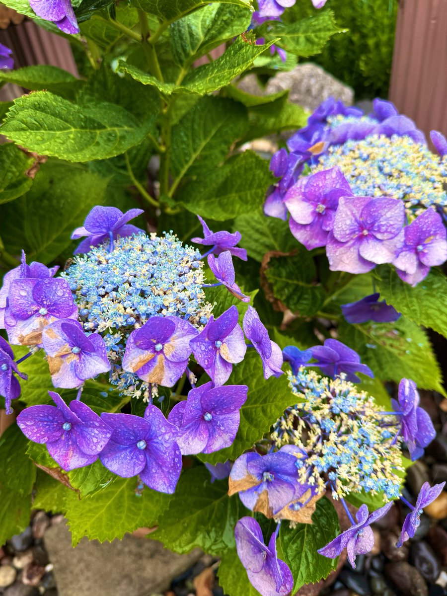 heddongibson's tweet photo. 台風で酷い雨でしたね☔️

#あじさい 
#紫陽花 
#アジサイ https://t.co/l6CXpK0z7E