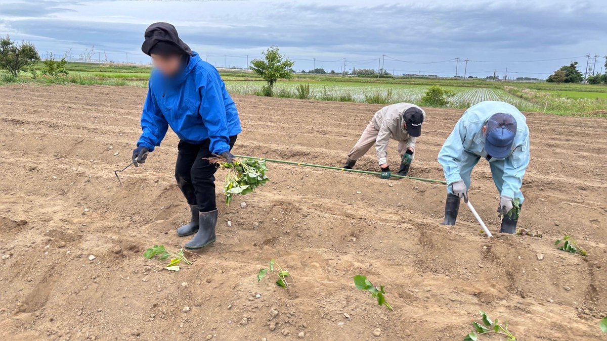 chikataka2's tweet photo. あおい農園のさつまいもの苗植え、今年も参加させていただきました。
雨が降る前に作���が終わりました！
皆さまお疲れ様でした♪

#東松島市あおい地区
#みんなの農園 https://t.co/WCVMGsnwBO