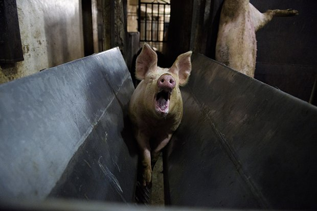 Lin_Anderson_95's tweet photo. L'exploitation animale éthique n'existe pas. Quel que soit le traitement qu'on leur inflige, tous les animaux finissent par connaître la même peur, les mêmes souffrances et le même abattoir.

À bas la cruauté envers les animaux !

#GoVegan🌱 https://t.co/UEaGw8LPiM