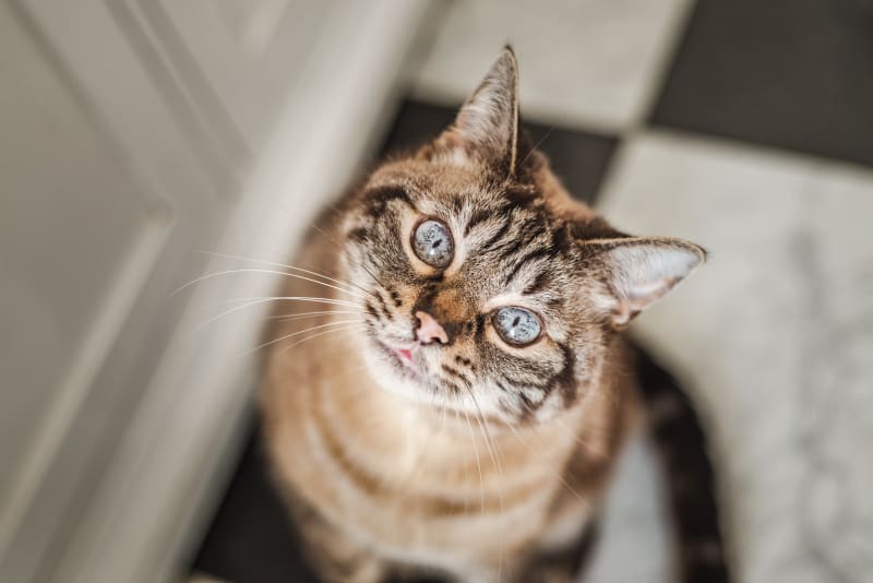 VetMayfield's tweet photo. June is a month to celebrate cats.  In fact, the American Humane Association claimed June as their Adopt-a-Cat Month®.

Tomorrow is Hug Your Cat Day, let's all prepare for sharing favorite photos of felines.  Get them ready - we'll ask to see yours.

Happy Wednesday!! https://t.co/qxPcPsyZvj