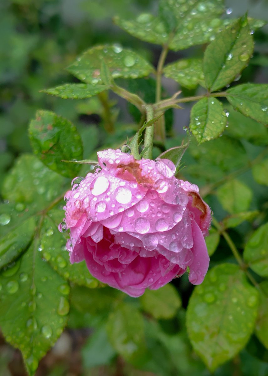 MagicTrex's tweet photo. きょうのバラ
台風の雨風が弱くなってきました。
そろそろ終盤のバラの花もびっくりの台風でした。
 #写真が好きな人と繋がりたい #東京カメラ部 #豊島区区 #大塚駅前 #都電沿線 https://t.co/x35PjWRVK6