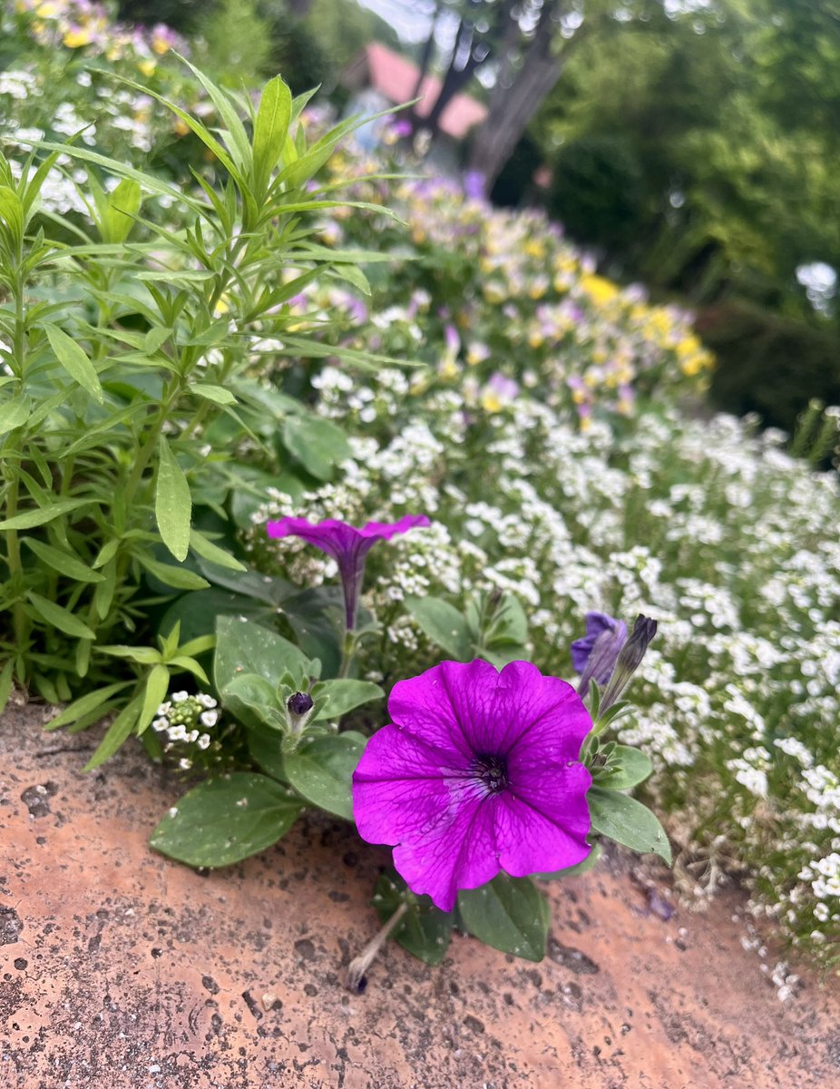 phamthu71166610's tweet photo. 💖🍀💚2026-06-03 💖🍀💚

Where colors meet, harmony begins.
色彩が出会う場所から、調和が始まる。 

🌸✨

#love #vietnam #peace #Lifelong https://t.co/YE8O8arxdC
