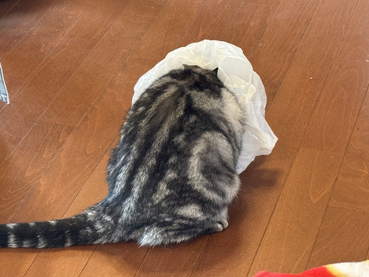 伸羅猫 _z tweet media