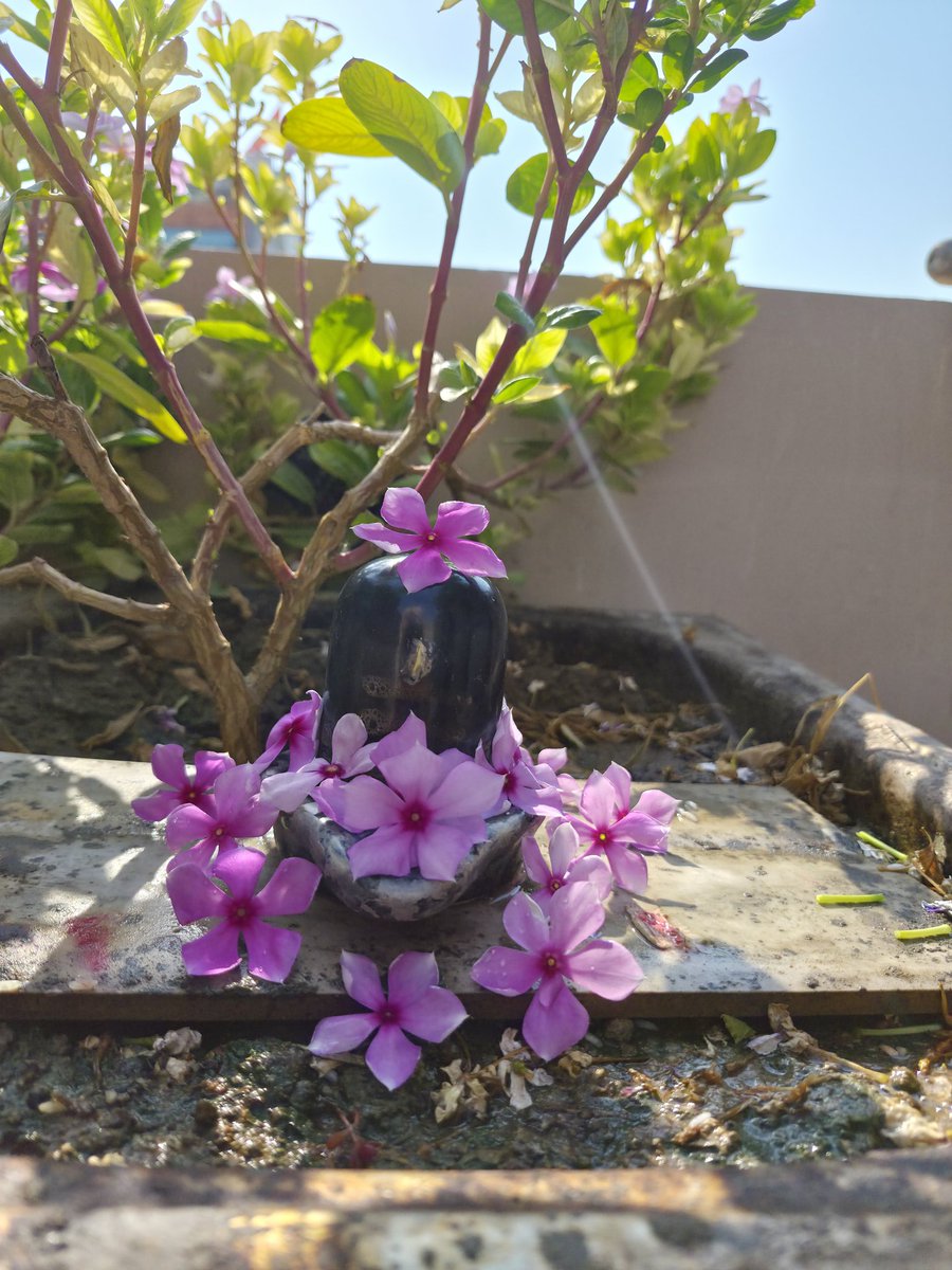 tannuiscoding's tweet photo. Dressing him with flowers every morning, because why not? https://t.co/wIsMCVJWLY