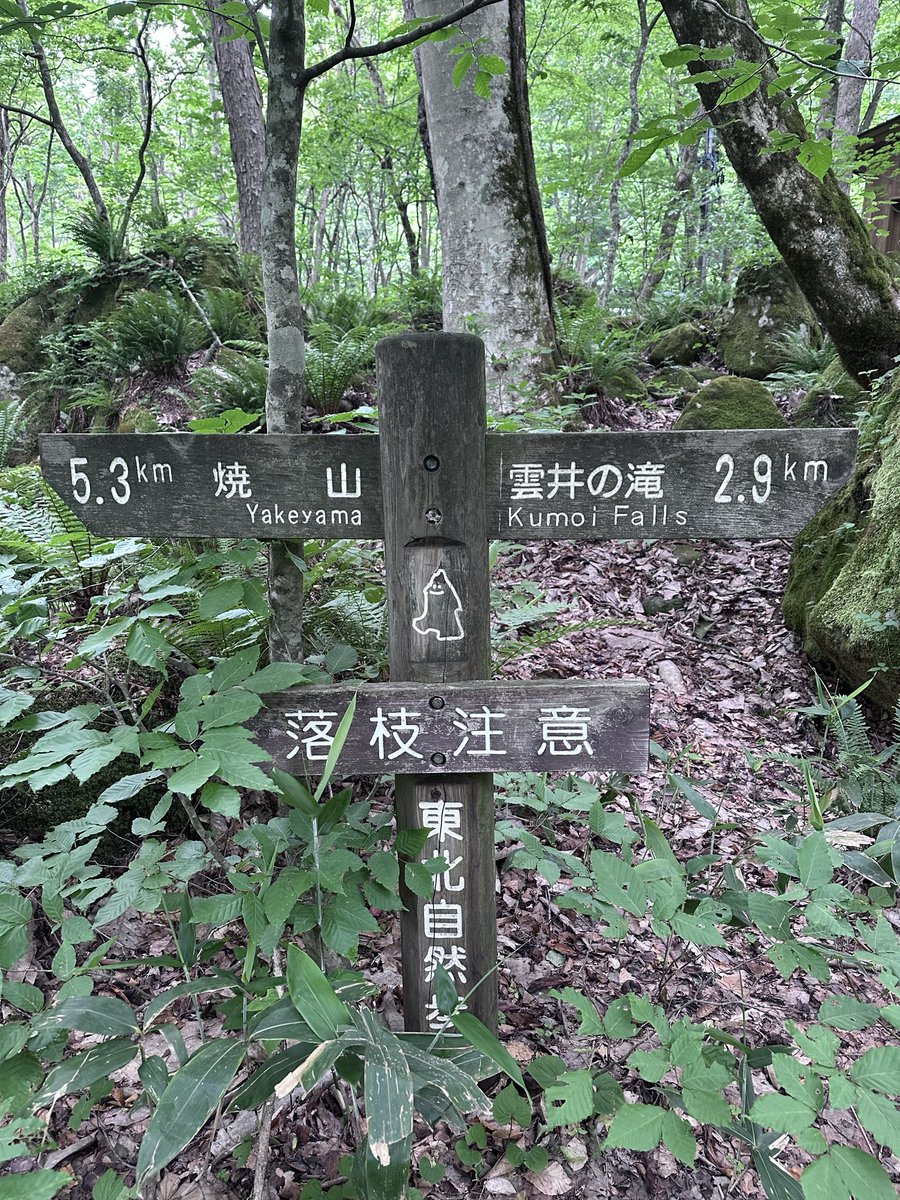 mximxiko's tweet photo. 奥入瀬渓流、最初の5.3km石ｹ戸まで歩いた👣
遊歩道を歩いたり、車道を歩いたりの繰り返し
すれ違う人も居なかったです。
多分、ほとんどの方は、石ｹ戸から出発してるのだと思います!!

#奥入瀬渓流 
#奥入瀬川 
#トレッキング 
#渓流歩き 
#曇りの日 
#みみの楽しい東北trip https://t.co/Yx98opVHOm