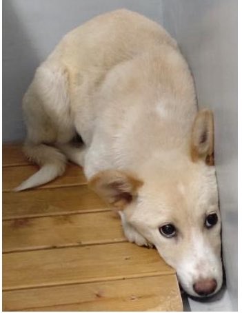 hgwj2WODcjLjHal's tweet photo. 🆘山口県防府保健部で待っています②🆘#拡散希望 #迷い犬
管理番号16
5/31 #防府市 #大字田島 よりよく似た #薄茶 雌の中型犬を2頭収容
大字田島からの収容が続いています。
お心当たりのある方は☎️ 0835-22-3740に連絡を!
繋がれ🙏
⚠️センターへは飼い主、里親希望以外の☎️❌
https://t.co/X6dLScDBkt https://t.co/k9e2eErRJD