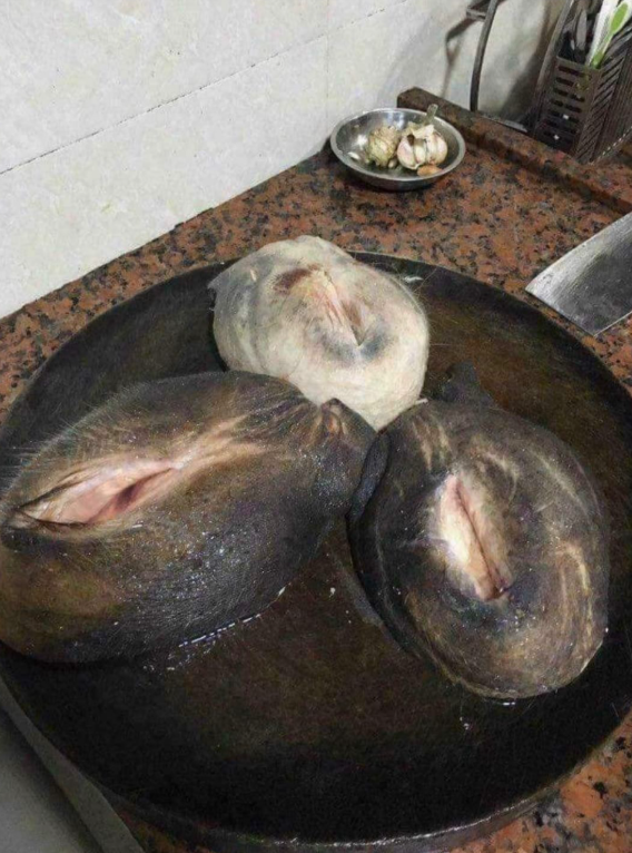Fuckingbonehead's tweet photo. @NeechiGunzo @BroWire_ You're not a real american if you've never paid $100 for some fried horse pussy.🗣️ https://t.co/8YUfLpasFi