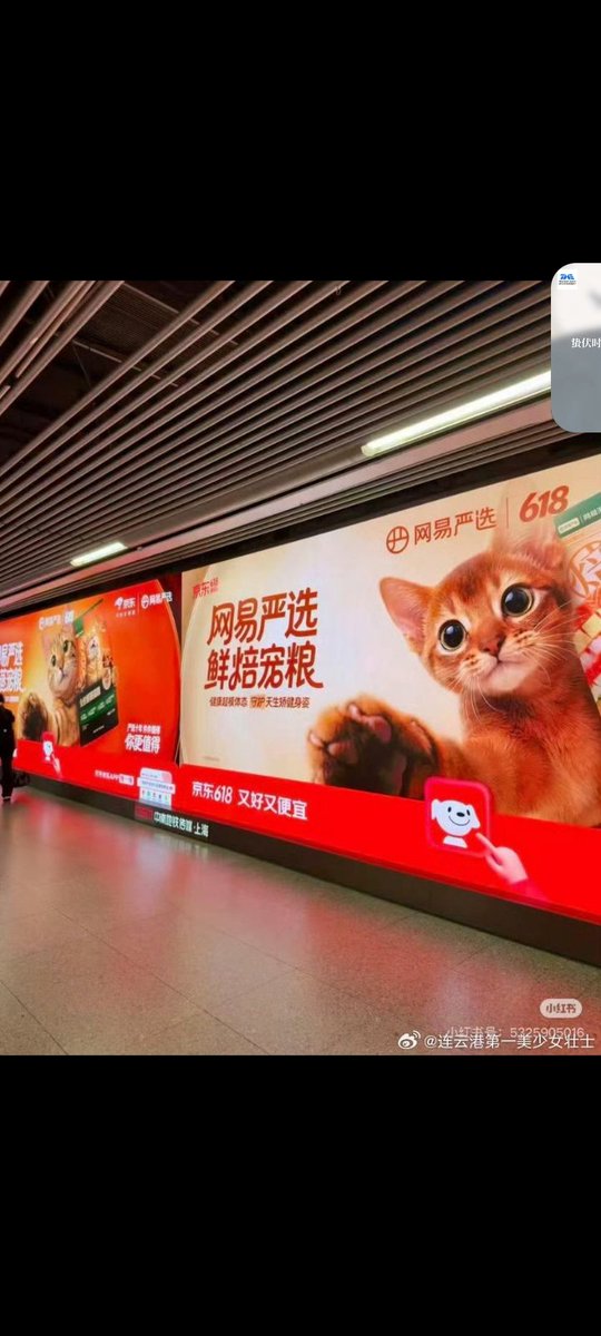 royal31246's tweet photo. Now our two'cute babies in led screen,  😺🐈🐈🐈😺😺#ziyu #shiyu https://t.co/ZZ7JjzjXpI