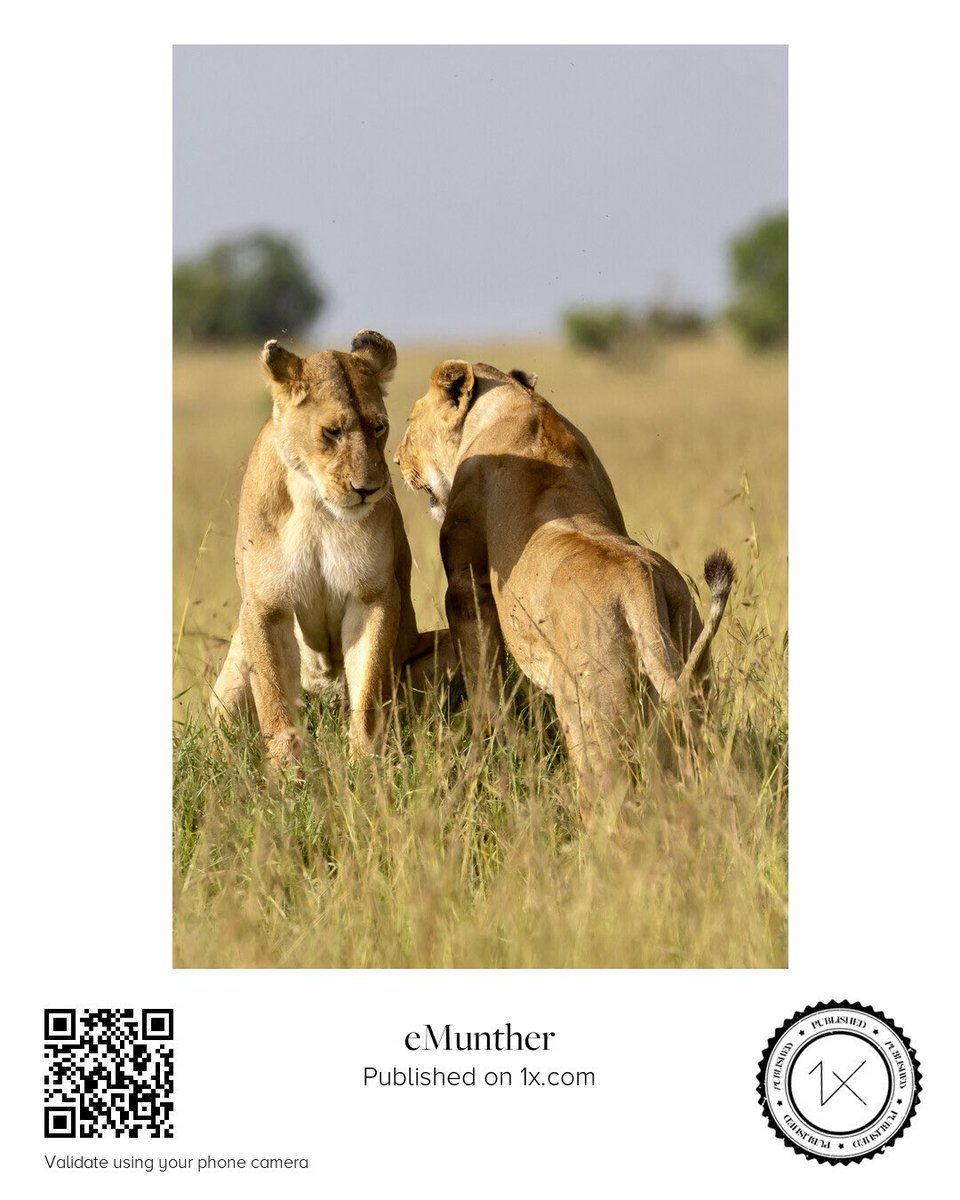 anEMDN_com's tweet photo. Lions أسود

https://t.co/VIJePJbcLt

https://t.co/D8NyYMUNEm

#Print #Download #Safari #Wildlife #Lions https://t.co/hqKqiCZD0k