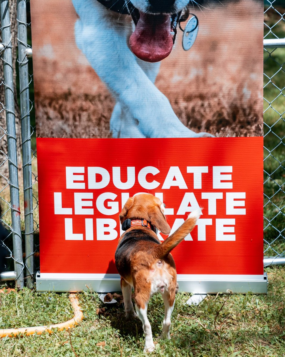 beaglefreedom's tweet photo. A huge THANK YOU to Fi ❤️🐾

At the Ridglan Release, Fi donated 500 microchips and 150 Fi Mini GPS trackers to help keep these dogs safe as they begin their new lives.

Thank you, Fi, for helping these sweet pups stay safe and never get lost. 🐶

Shop Fi: https://t.co/NO1oSt7FNy https://t.co/IbPBUQoB10