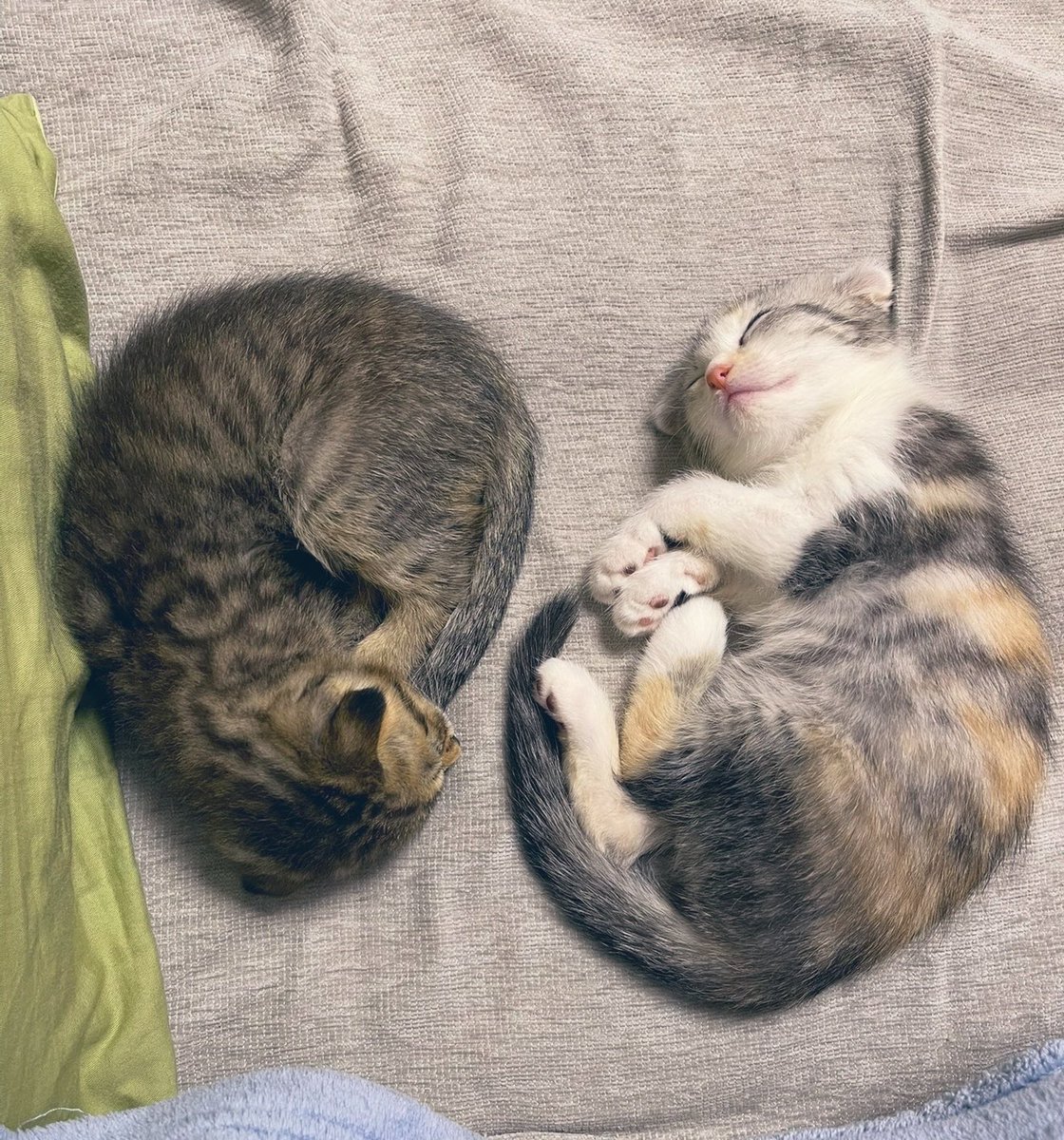 天 使 の お 昼 寝 。。。