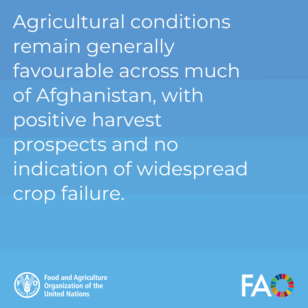 FAOAfghanistan's tweet photo. Swipe through to read some key findings👇

Read full report here: https://t.co/UmPnjUsSpZ https://t.co/GVq2r27cwJ