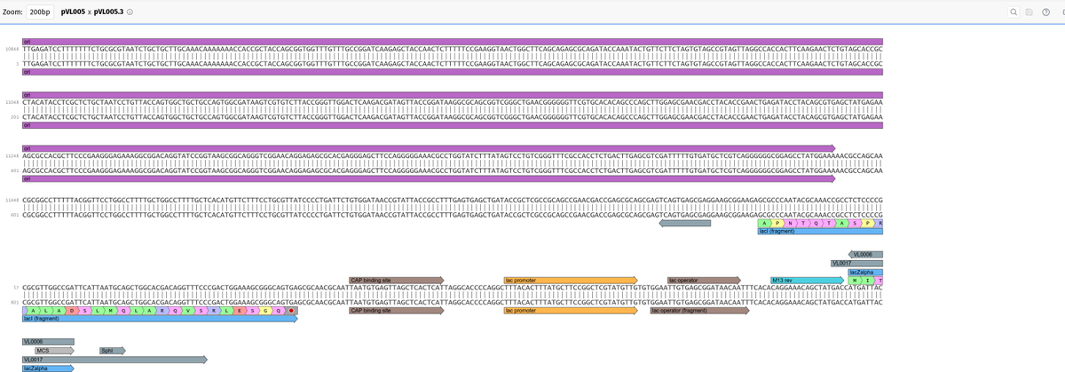 DNAutics's tweet photo. got the vibe-coded in-browser lalign down from 30s to sub 100ms.  It also now does wrap-around alignments for circular sequences.

1.  Tighten up the javascript.  The code was doing string toUpper on each comparison!  So step 1 was normalizing to integer enums and using UInt8Arrays

2. Tell the LLM to make the zig WASM engine match the new javascript lalign, aggressively testing example parity.

3. Since we're comparing sequences that SHOULD be mostly the same (sequential insertions/deletions, point mutations) it's worth it to attempt a first round chunked scan and that's SIMD-izable.