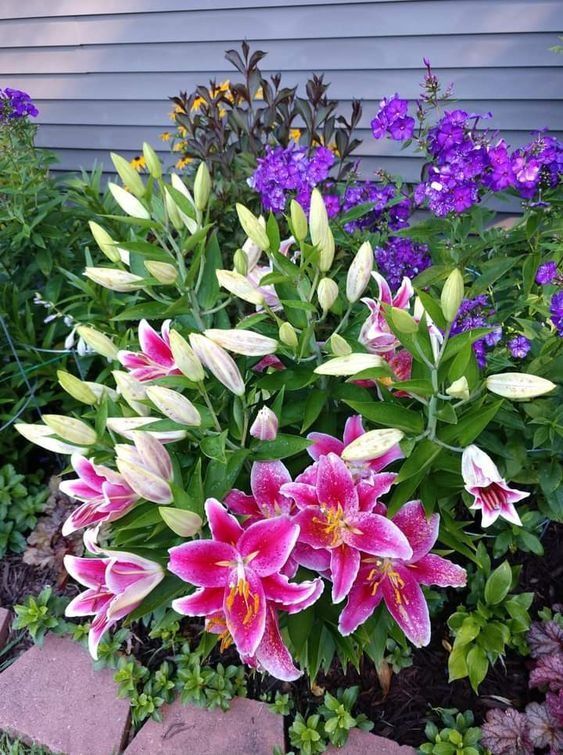 EarthhExplorer's tweet photo. Looking at beautiful flowers soothes the eyes, heart, and mind.

I want people to feel good and happy when they see my post.
Have a nice day https://t.co/zxZEhJLKCx