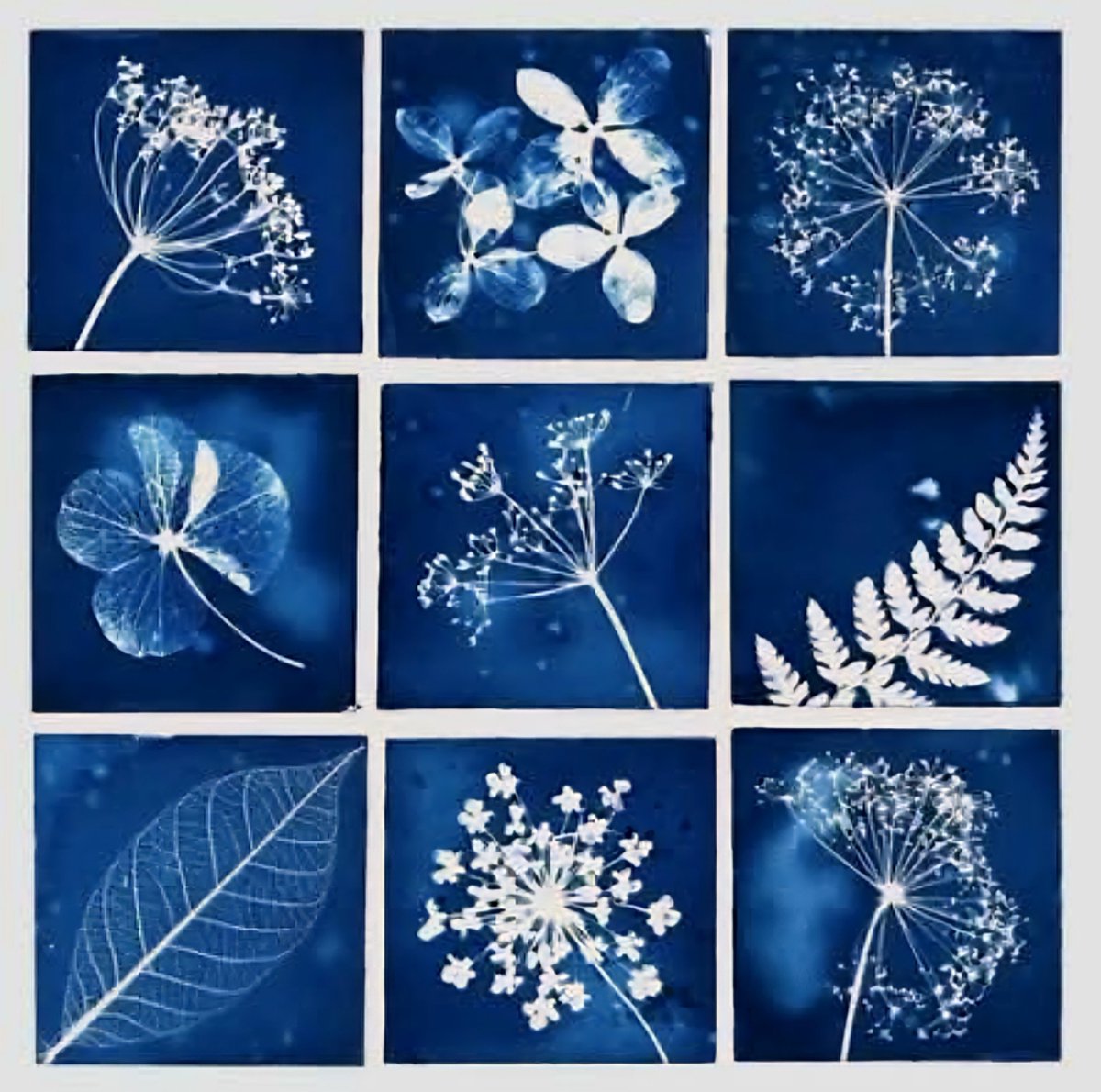 womensart1's tweet photo. Caroline Hodgson, aka Indigo Moth,  cyanotype artist #womensart https://t.co/ylYkHpUvPZ