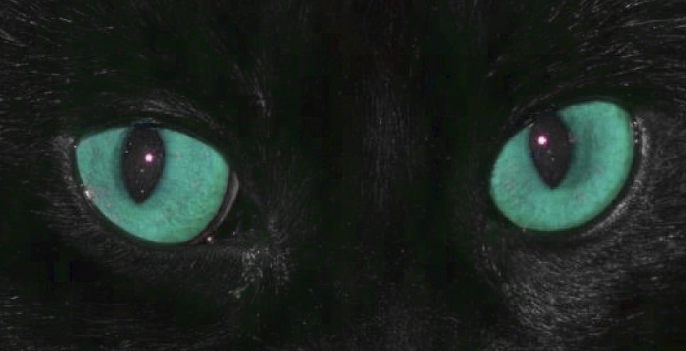 willow ⋆˚࿔ tweet media