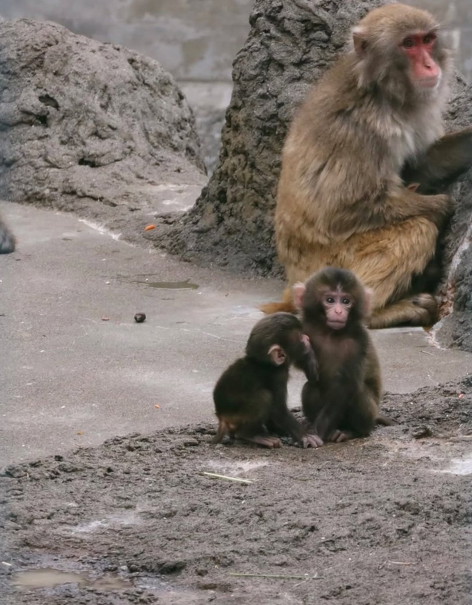 HolyMolySakura's tweet photo. This video just dropped and the babies are way too cute 😍❤
But let’s be honest…#Punch is still the most handsome one there 😂
#Punchi #Love #MonkeyBabies TooCute❤❤
Have a safe - great day ❤❤ https://t.co/44j0rWuW46