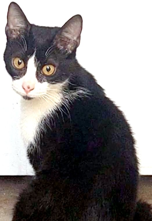 DeGatitos_'s tweet photo. #Parecenperdidos 📢📢📢
RT RT RT
PARECE PERDIDA.
SAN TELMO.
Encontrada el 25/05 en Balcarce entre Venezuela y Belgrano (San Telmo/Monserrat)
Esta hermosa gatita apareció merodeando en un restaurant en el Barrio de San Telmo
Así que Julia qué hizo? SE LA LLEVO A SU CASA.⬇️ https://t.co/6jSfeFb8ro