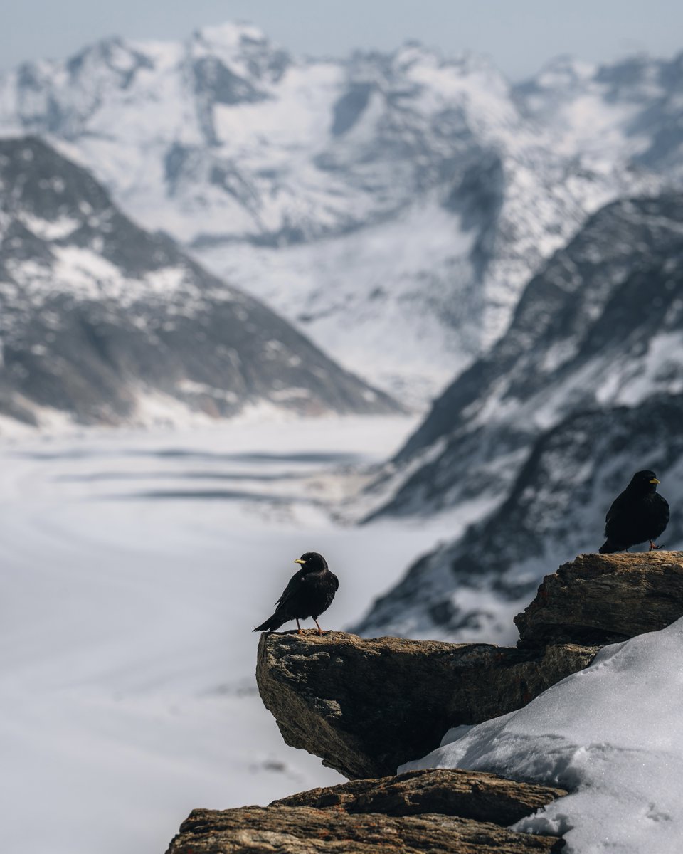 GrindelwaldCH's tweet photo. Did you know the Jungfraujoch Railway was one of the boldest mountain construction projects of its time? ⛰️
Opened in 1912, it runs directly through the Eiger and Mönch mountains, reaching an altitude of over 3,400 metres ❄️

📷 https://t.co/ulvYk120fv https://t.co/HMKzvSGowq