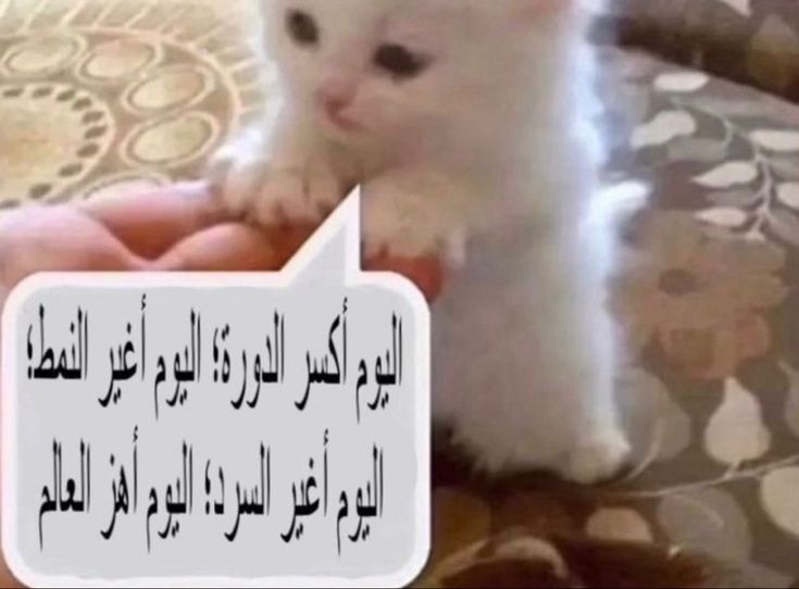 iLayancs's tweet photo. اليوم ابدا اختبارات
عندي اختبارين بينهم نص ساعه
هذي انا الحين👇🏿👇🏿 https://t.co/dVVtMcUFTf