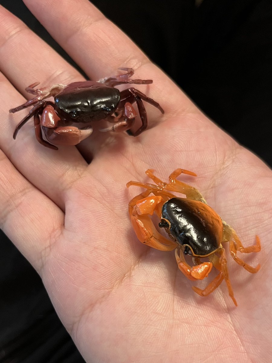 _taka_0130's tweet photo. やっぱり生き物系ガチャはネイチャーテクニカラーがトップ。
パーツごとで見ると3Dスキャンなどでリアルな物は多いですが意外と各パーツの比率がしっかり本物と同じになってるのはこの会社だけな気がします。しかも原型は岡村さん。 https://t.co/g5uF3WtRzb