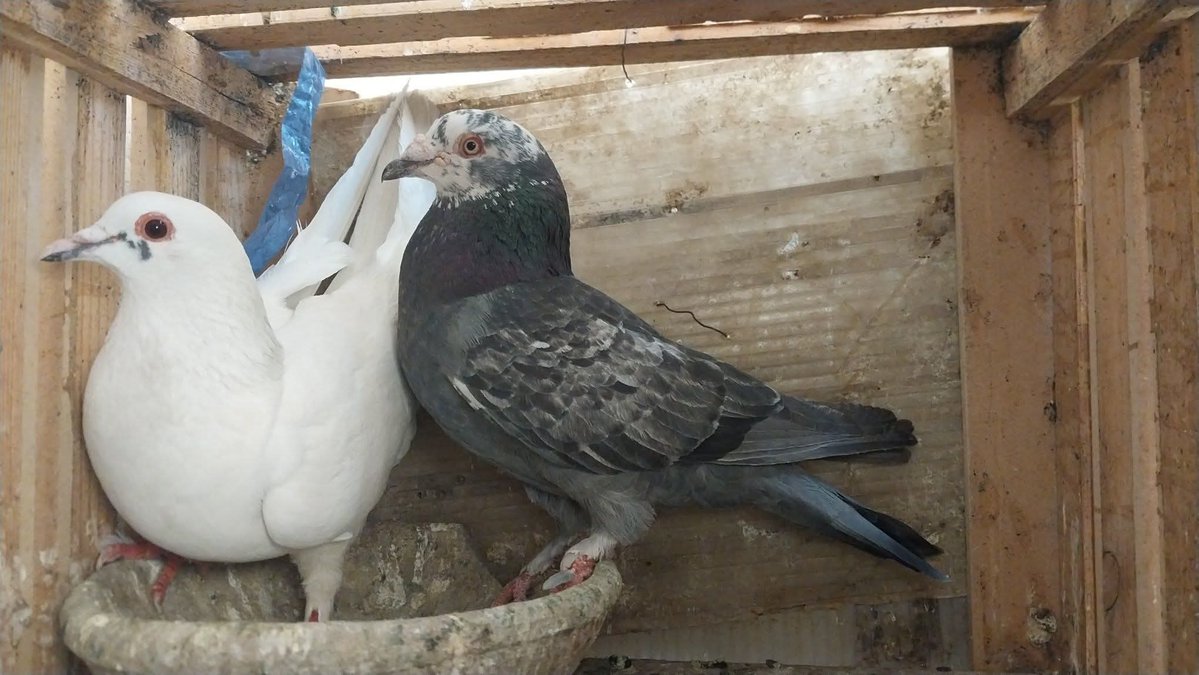 ‏مثـ⸙²͢⁰͢²⁴ـنــى⸙ᘓ᭄ᵛ͢⍣⃝ tweet media
