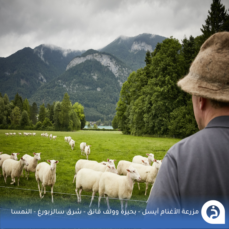 TouristMapsApp's tweet photo. مزرعة الأغنام آيسل #النمسا🇦🇹 

من أفضل مزارع الأغنام بجوار بُحيرة #وولف_قانق التي تبعد "نصف ساعة" من #سالزبورغ متخصصه في إنتاج أنواع متعددة من الآيسكريم والأجبان من حليب الأغنام الطازج وتوفّر خدمة الشراء الذاتي 24ساعة🐑🥛🍦🍨🧀😍↓
Eisl Farm
📍https://t.co/Bb5Rb7Ekay

• مُضاف في خريطة النمسا السياحية.