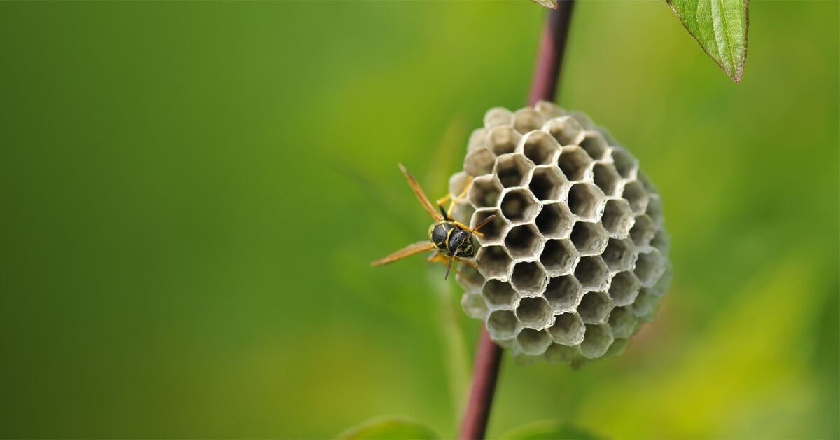talksinvain's tweet photo. @piastrious The hive https://t.co/vYLmLt59c2