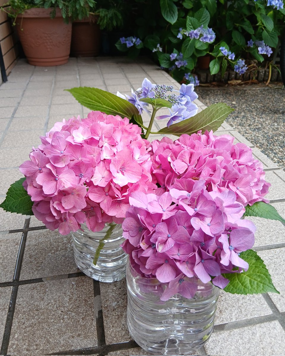 more19999's tweet photo. ここ何年か紫陽花を育てているのだが、昨日の台風で何本か折れてしまった……ので花手水風🌸にしてみました。
#台風6号 https://t.co/TSBZs9x0V6