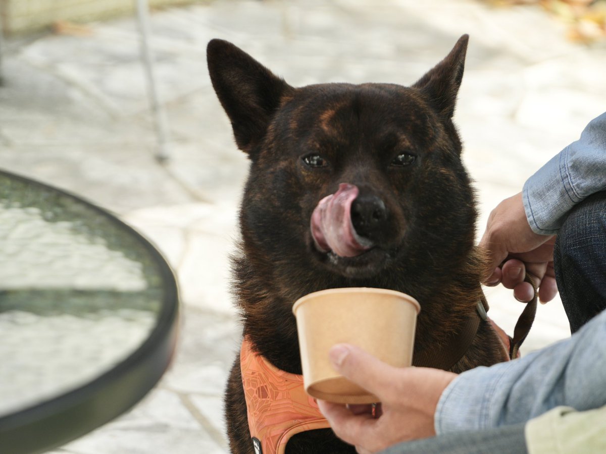 TSUNEI's tweet photo. 先日オンエアされた
『動物ふれあい旅』
　
【R+cafe】さん🐶

ブログに書きました♪
👉 https://t.co/h6DNwnzpFR

#動物ふれあい旅
#なじラテ
#TSUNEI https://t.co/lMg5yalDug