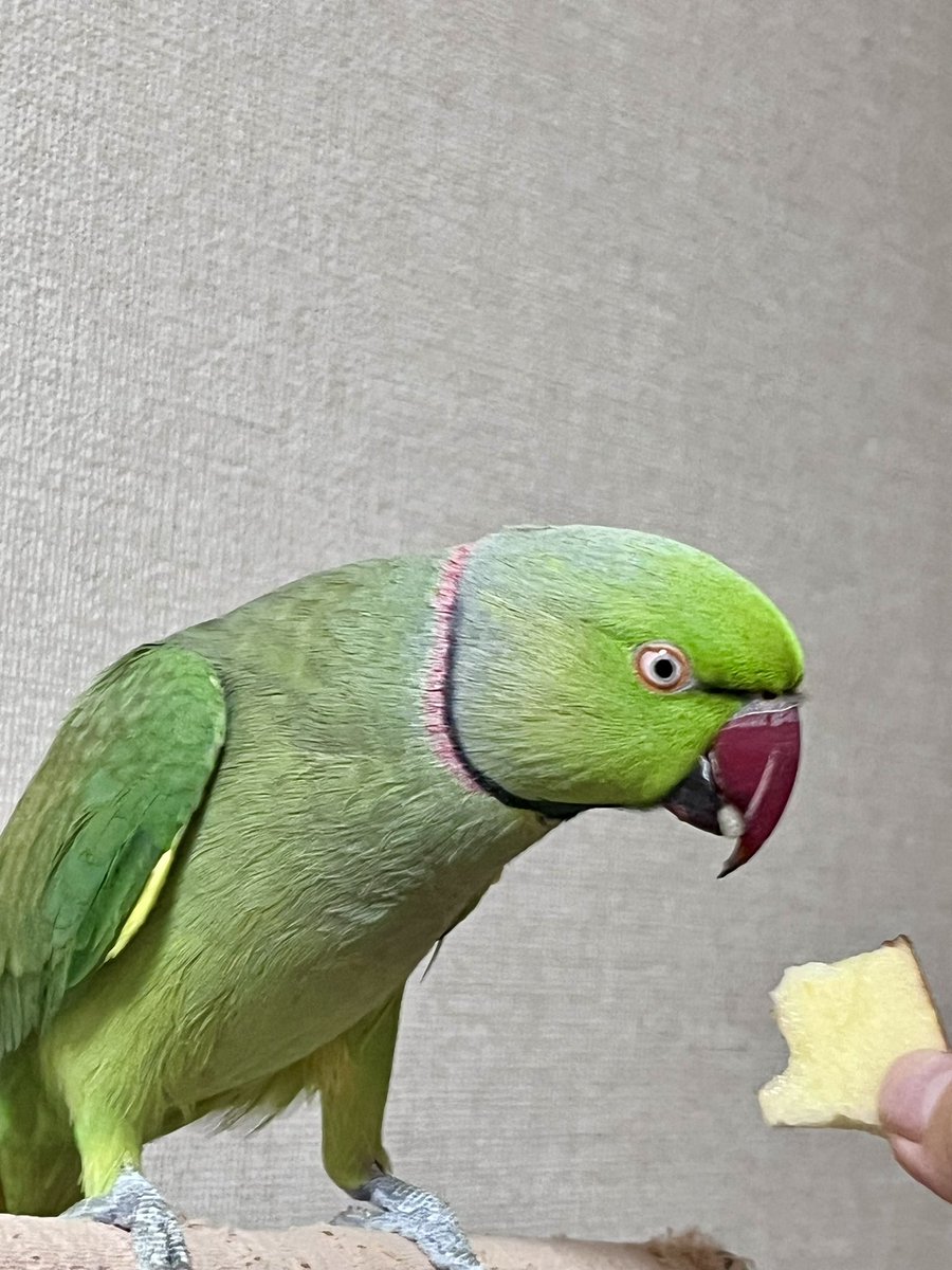 赤卵太郎🥚家族になったぽん太🦜 (@TarouRedegg) / Posts / X