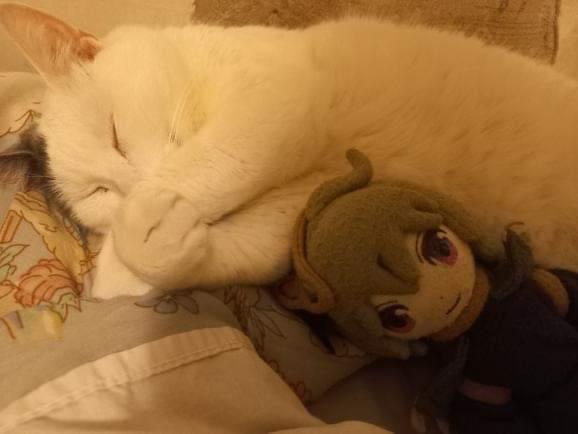 mateymangas's tweet photo. @Its_Tina_timeVO Here is my cat, Breogán; in the second photo he is doing his favourite activity in the world (💤) next to a handmade (not by me) Collei plush 💚 Hope you feel better!!! https://t.co/vvt44PPYf1