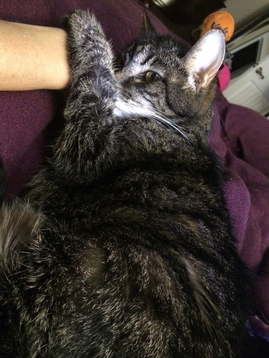 dianekaylacy's tweet photo. @rickygervais Looks like my girl, Kitty, who passed away 9 years ago😢🐈‍⬛🐾… https://t.co/kFeFdDLN7G