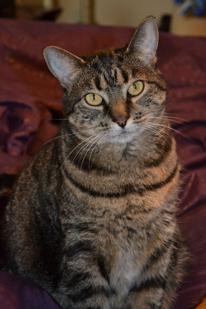 dianekaylacy's tweet photo. @rickygervais Looks like my girl, Kitty, who passed away 9 years ago😢🐈‍⬛🐾… https://t.co/kFeFdDLN7G