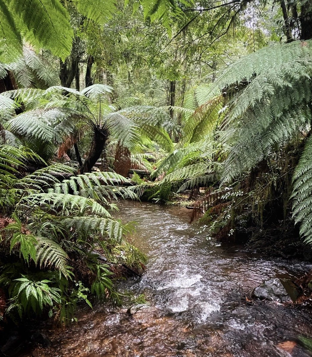 Melbourne_says's tweet photo. When I go back home and I’m asked what Earth was like, I’m gonna tell em it has some of the most beautiful places in the whole universe. Just like this place. 🌿

📍 Wirrawilla (meaning green trees) Rainforest Walk, Wurundjeri Woi-wurrung and Taungurung Country. https://t.co/joFdB03F3H