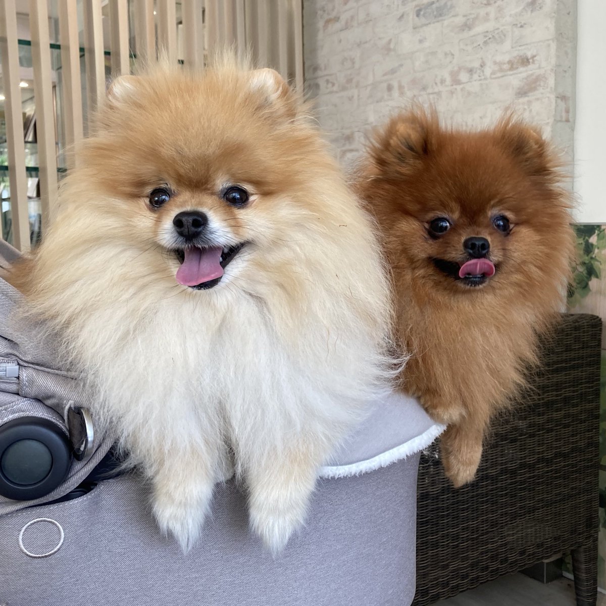 tanunpo's tweet photo. 【告知】
6/7（日）
GREEN RISE様にて看板犬として
たぬことぽきちが出勤致します🐻🐻
11:00-15:00まで看板犬してます✨
ぜひ食事を楽しみつつ遊びにきてくださいませ☺️
事前予約はお店にお願い致します🙇‍♀️ https://t.co/AYyVGTXuxk