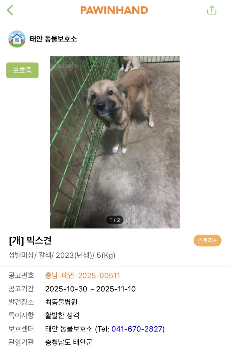 Daeng_issue's tweet photo. 🚨 임시보호처 급구

태안 남면보호소 511번. 🐶여아 /12kg/2살

임보처가 없어 아직 보호소에 있어요. 임보처만 구해지면 댕잇슈가 바로 구조합니다. 목줄도 잘하고,사람도 좋아하고 강아지 친구들과도 잘 지내는 아이예요. 작년부터 6개월 넘게 자기 차례를 기다리고 있어요. 문의: @Daeng_issue https://t.co/JHl6umuiCH