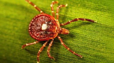 dstdtmd's tweet photo. @Pattio156 @DominicTV The in the news Lone Star Tick apparently responsible producing a red meat and dairy allergy. https://t.co/WLUng5ST61