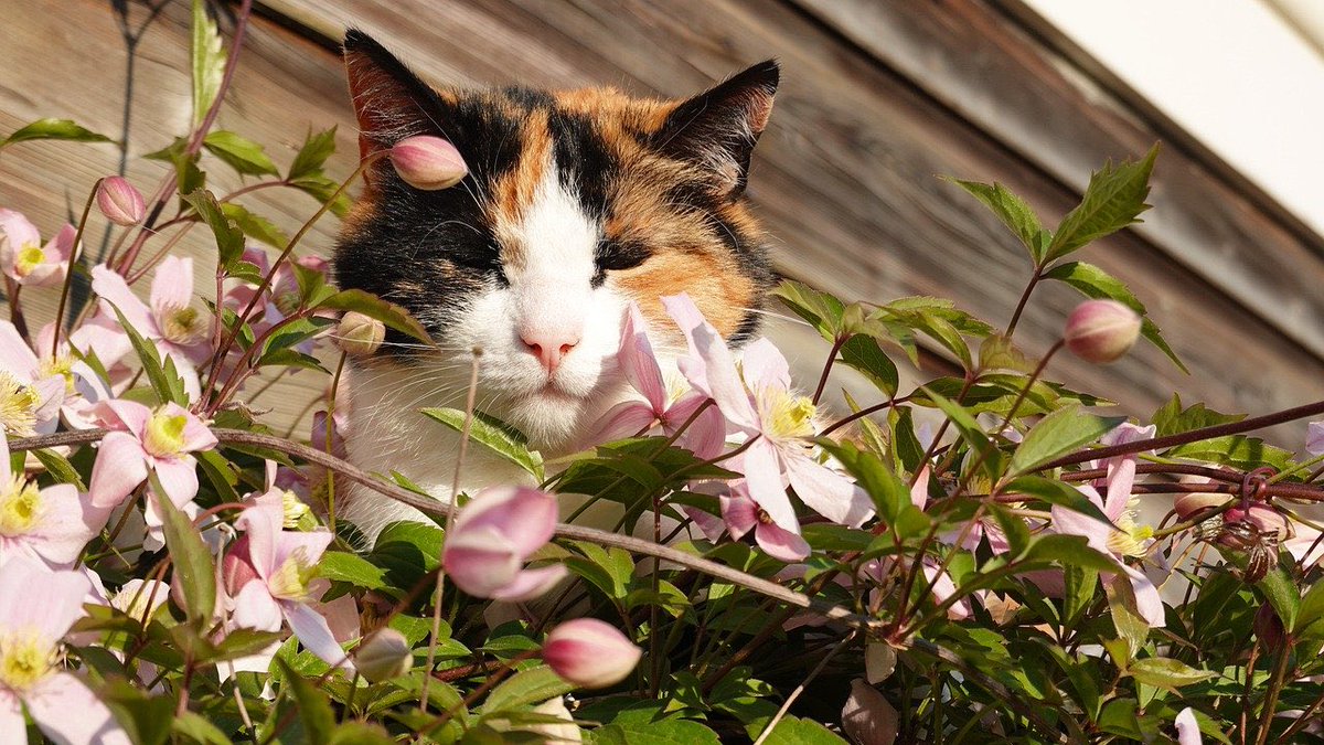ささ♡ Cat morning🌺🌼🌸🌸🌼🌺🌸🌸