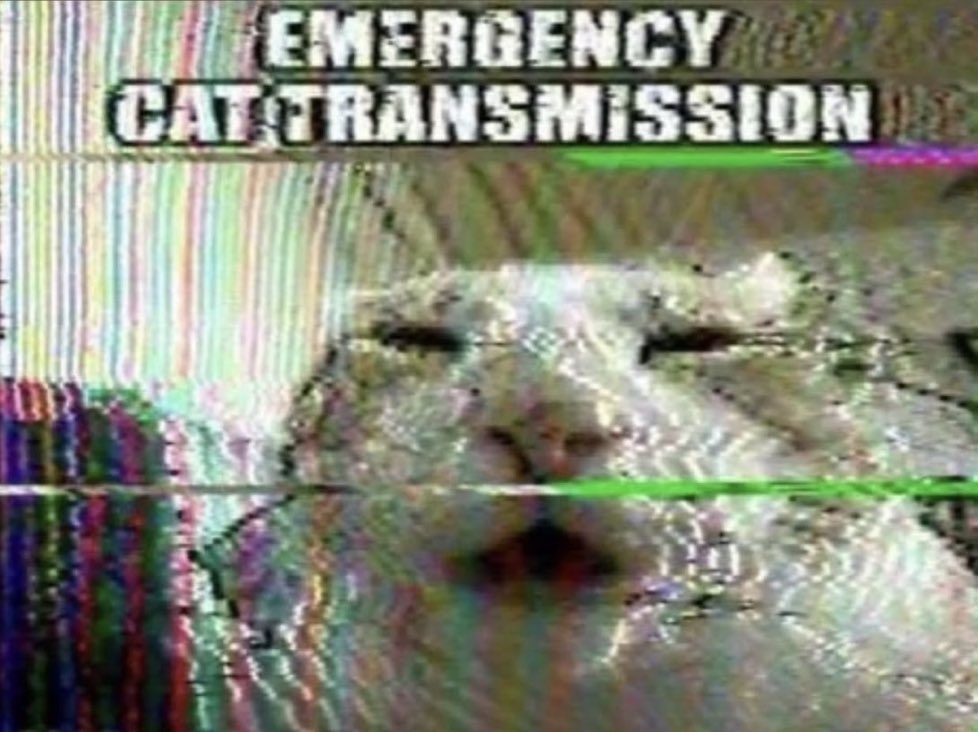 slavalapasta's tweet photo. meow 😸 https://t.co/3RL52oVmtA