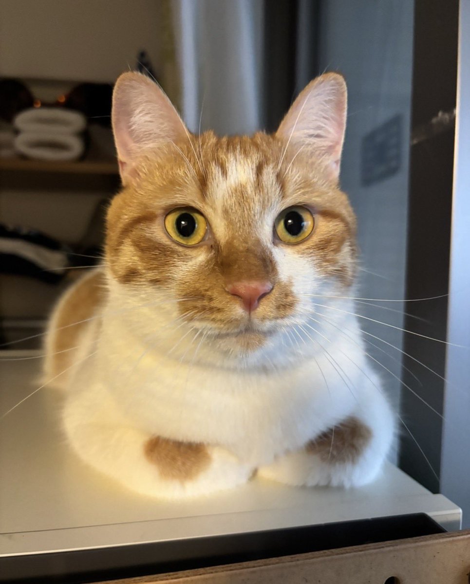 taratara922's tweet photo. 拡散希望
飼い猫が行方不明です
ちーた
2歳
オス
マイクロチップは入っていますが、首輪をしていません
警察届済
　
呼ぶと鳴くかはわかりません、何度か脱走していますが、餌の時間になっても戻ってきません、ご協力お願いします

#拡散希望ＲＴお願い致します 
#迷い猫
#東京都
#府中市
#保護猫 https://t.co/gznxK7Ullz