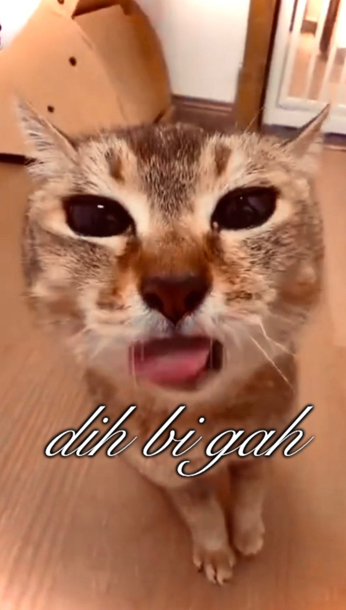 UkeCreature's tweet photo. https://t.co/bVM15Zi3S1