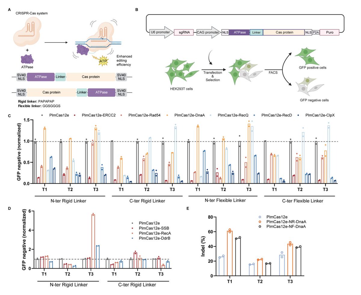wimi_biotech's tweet photo. 🧬 Compact CRISPR nucleases are small — but often slow to activate. A new strategy just fixed that.

New preprint from Liu Junjie lab (Tsinghua): fusing ATPase DnaA to PlmCas12e (CasX) via a rigid N-terminal linker overcomes the conformational activation barrier.

⚡ 1.34× average editing boost across 7 endogenous loci in HEK293T
📈 More effective genome targets detected by GenomePAM/GUIDE-seq
🔬 MD simulation: single free-energy basin vs. rugged landscape in WT
❌ ATP hydrolysis mutant: activity drops below wild-type — mechanism confirmed

Liu lab, Tsinghua | Preprint
https://t.co/zt4qkt9roo

#CRISPR #Cas12e #CasX #ProteinEngineering #GeneEditing