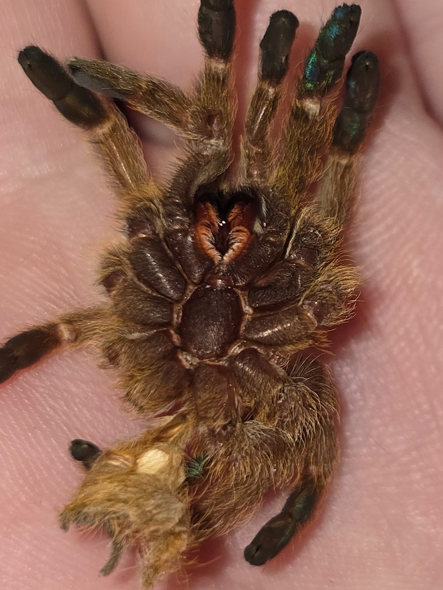 riftbound's tweet photo. spiders cw

My OBT molted :) &amp; I finally was able to pull the molt out of the enclosure. unfortunately I don't think I can use this molt to sex this spider because the abdomen is too damaged, but check out how pretty the iridescent toes are. I also love seeing the fangs up close https://t.co/ovOgV2RXg9